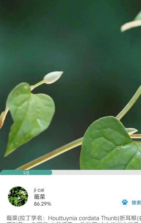 免費樹木|照片識別植物